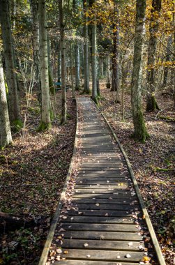 Yeşil sonbahar ormanında tahta patika. Bakış açısı, merdivenler ve ağaç yapraklarıyla.