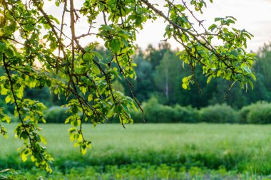 Bahçedeki elma ağacının arkasında gün batımı Yazın yeşil çayırda güneş ışığı