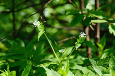 Koyu arka planda güneş ışınları ve yansımaları olan güzel yeşil yaz bitkisi yaprağı
