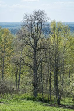 Sonsuz ormanlar ve tarlalar sıcak yaz mevsiminde çayır ve mavi gökyüzü manzarasıyla