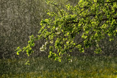 Bahçede arkaplanda yağmur olan elma ağacı yapraklarındaki güneş ışınları. desen deseni