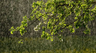 Bahçede arkaplanda yağmur olan elma ağacı yapraklarındaki güneş ışınları. desen deseni