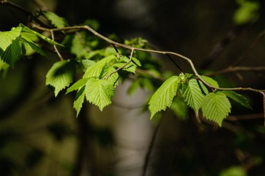 Koyu arka planda güneş ışınları ve yansımaları olan güzel yeşil yaz bitkisi yaprağı