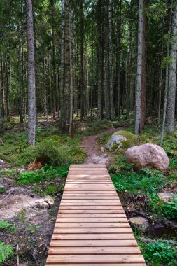 Yeşil sonbahar ormanında tahta patika. Bakış açısı, merdivenler ve ağaç yapraklarıyla.