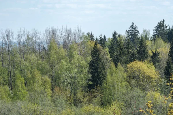 endless forests and fields in hot summer with meadow and blue sky landscape