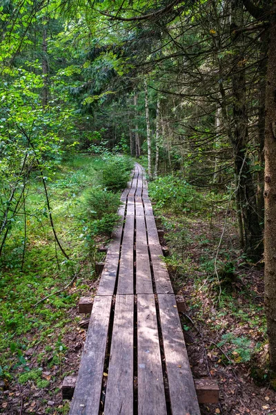 Houten Wandelpad Groen Herfstbos Met Perspectief Trappen Boombladeren — Stockfoto