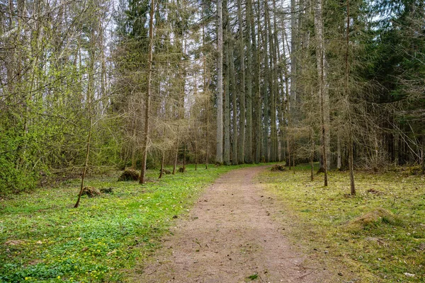 Landschap Onverharde Weg Grind Perspectief Zomer Met Gras Aan Zijkanten — Stockfoto