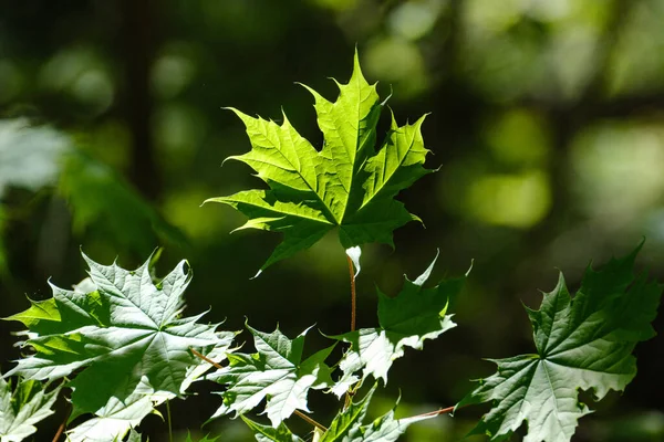 Bela Folha Planta Verão Verde Fundo Escuro Com Raios Sol — Fotografia de Stock