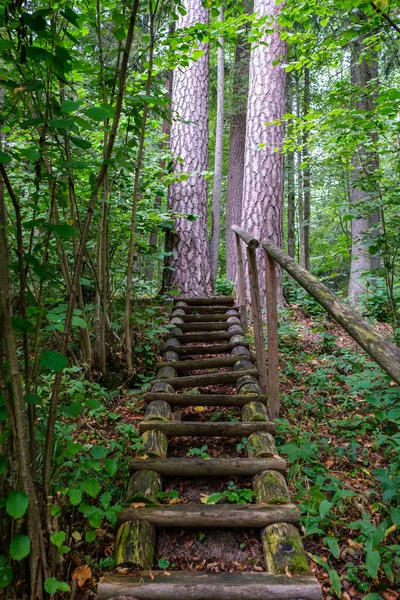 Sendero Madera Bosque Verde Otoñal Con Perspectiva Escaleras Hojas Árboles —  Fotos de Stock