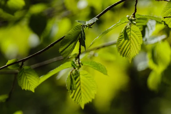 Bella Foglia Verde Pianta Estiva Sfondo Scuro Con Raggi Sole — Foto Stock