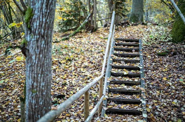 Sentiero Boardwalk Legno Nel Verde Bosco Autunnale Con Prospettiva Scale — Foto Stock