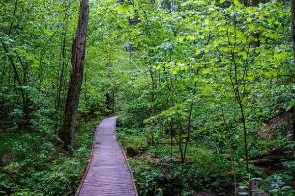 Sendero Madera Bosque Verde Otoñal Con Perspectiva Escaleras Hojas Árboles — Foto de Stock