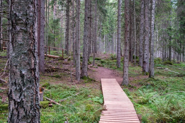 绿色秋天森林中的木制木板路 有透视 楼梯和树叶 — 图库照片