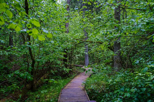 Sentier Boardwalk Bois Dans Forêt Verte Automne Avec Perspective Escaliers — Photo