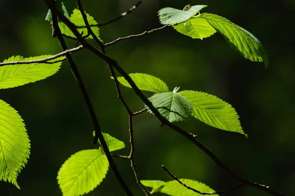 Bella Foglia Verde Pianta Estiva Sfondo Scuro Con Raggi Sole — Foto Stock