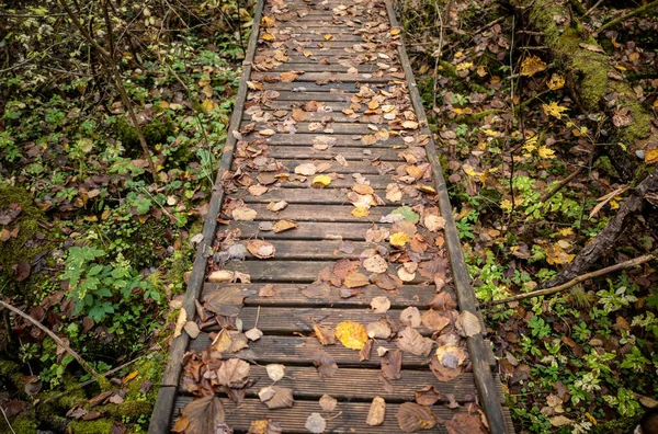 绿色秋天森林中的木制木板路 有透视 楼梯和树叶 — 图库照片