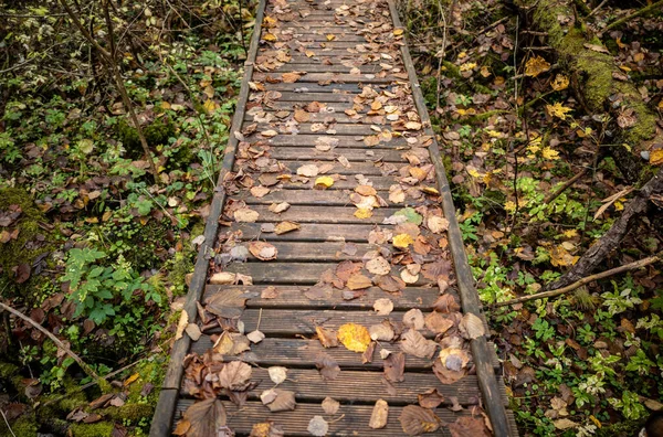 Sendero Madera Bosque Verde Otoñal Con Perspectiva Escaleras Hojas Árboles — Foto de Stock