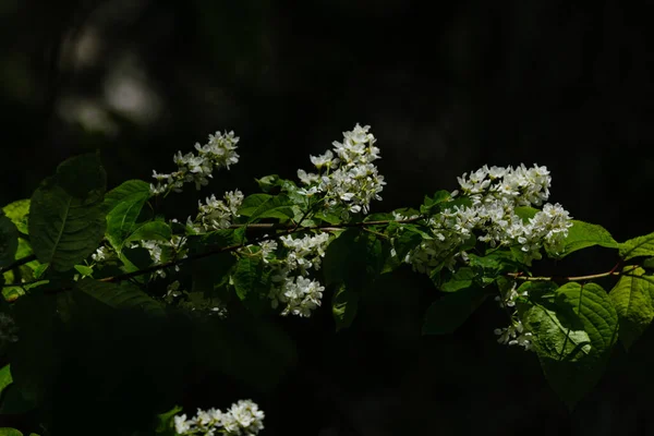 Bela Folha Planta Verão Verde Fundo Escuro Com Raios Sol — Fotografia de Stock