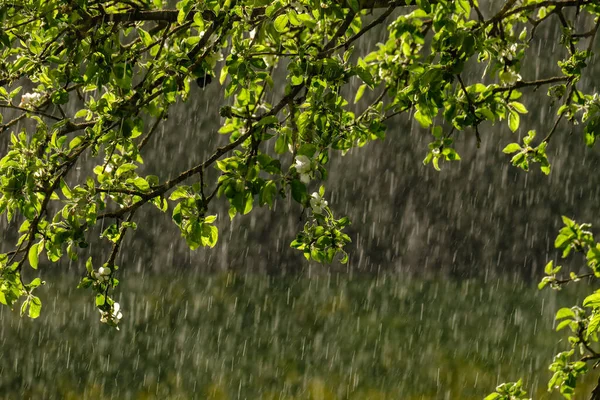 Promienie Słońca Liściach Jabłoni Ogrodzie Deszczem Tle Teksturowany Wzór — Zdjęcie stockowe