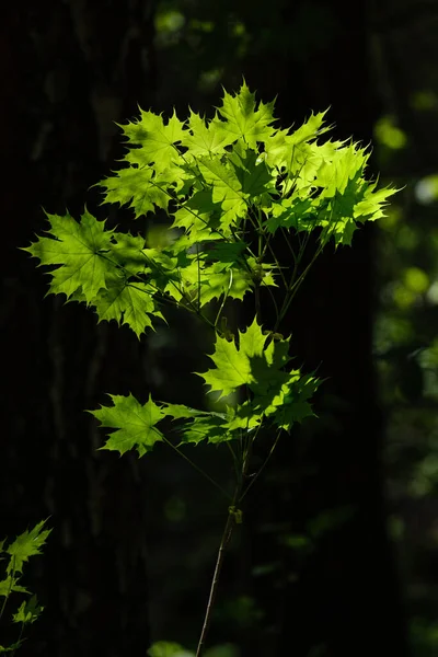 Bela Folha Planta Verão Verde Fundo Escuro Com Raios Sol — Fotografia de Stock