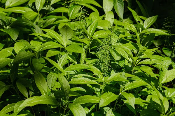 美しい緑の夏の植物の葉は暗い背景に太陽の光と反射で — ストック写真