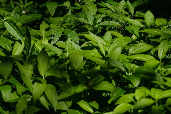 Schöne Grüne Sommerpflanzenblatt Auf Dunklem Hintergrund Mit Sonnenstrahlen Und Reflexionen — Stockfoto