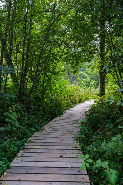 Wooden Boardwalk Trail Green Autumn Forest Perspective Stairs Tree Leaves — Stock Photo, Image