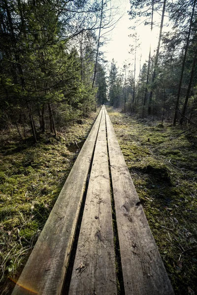 Sentier Boardwalk Bois Dans Forêt Verte Automne Avec Perspective Escaliers — Photo