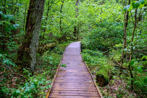 Trilha Calçadão Madeira Floresta Verde Outono Com Perspectiva Escadas Folhas — Fotografia de Stock