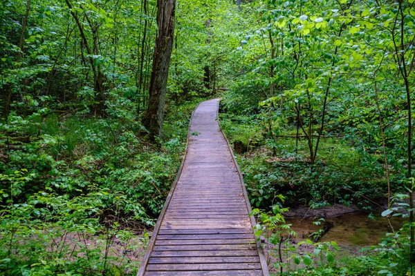Fából Készült Sétányon Ösvény Zöld Őszi Erdőben Perspektívával Lépcső Levelek — Stock Fotó