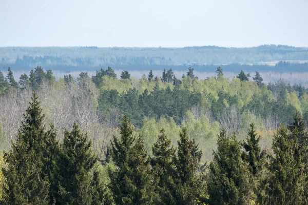 Sonsuz Ormanlar Tarlalar Sıcak Yaz Mevsiminde Çayır Mavi Gökyüzü Manzarasıyla — Stok fotoğraf