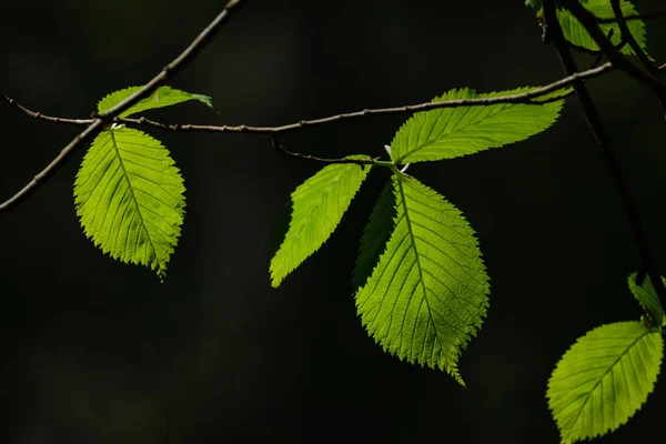 Belle Feuille Plante Verte Été Sur Fond Sombre Avec Des — Photo