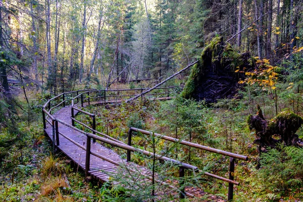 Träspång Grön Höstskog Med Utsikt Och Trappor Och Trädblad — Stockfoto