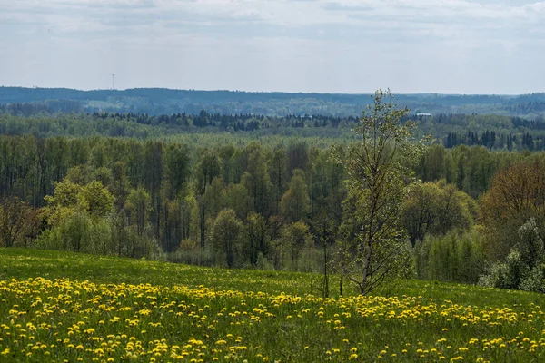 Endless Forests Fields Hot Summer Meadow Blue Sky Landscape — Stock Photo, Image