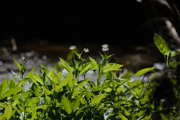 美丽的绿色夏季植物叶子 深色背景 有阳光和倒影 — 图库照片