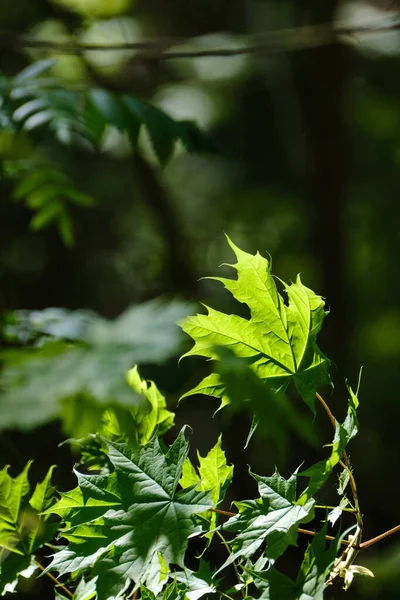 Красивый Зеленый Летний Лист Растения Темном Фоне Солнечными Лучами Отражениями — стоковое фото