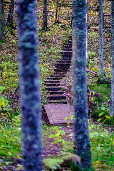 Деревянная Тропа Зеленом Осеннем Лесу Перспективой Лестницей Листьями Деревьев — стоковое фото