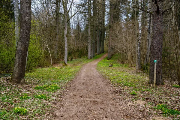 Campagne Terre Route Gravier Perspective Été Avec Herbe Sur Les — Photo