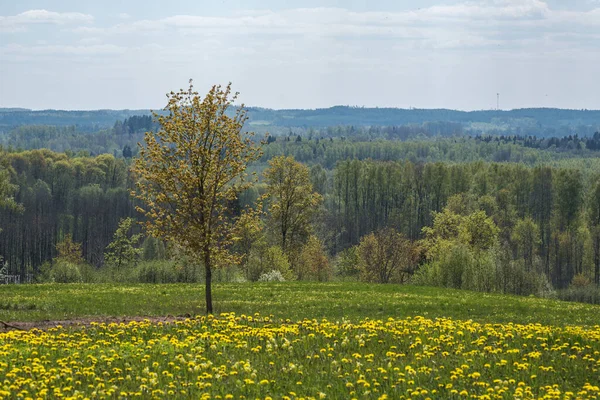 endless forests and fields in hot summer with meadow and blue sky landscape