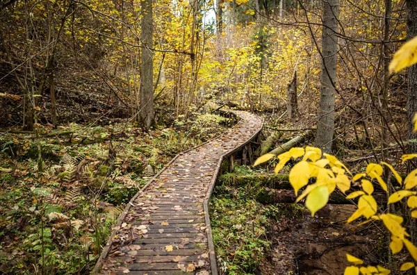 Sentiero Boardwalk Legno Nel Verde Bosco Autunnale Con Prospettiva Scale — Foto Stock