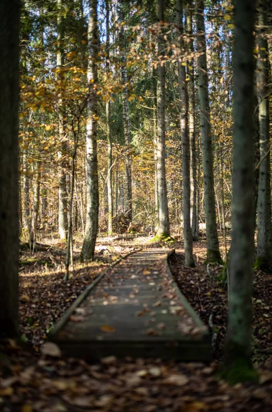 Sentier Boardwalk Bois Dans Forêt Verte Automne Avec Perspective Escaliers — Photo