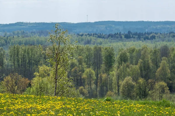 endless forests and fields in hot summer with meadow and blue sky landscape