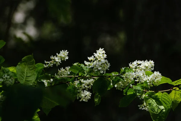 Krásné Zelené Letní List Rostlin Tmavém Pozadí Slunečními Paprsky Odrazy — Stock fotografie