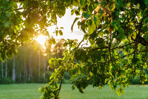 Sunset Apple Tree Garden Sun Rays Summer Green Meadow — Stock Photo, Image