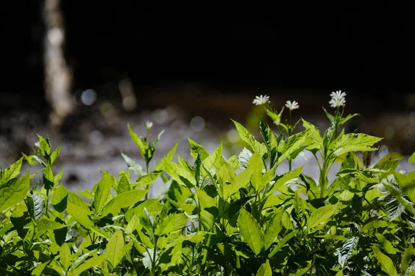 Gyönyörű Zöld Nyár Növény Levél Sötét Háttér Napsugarak Gondolatok — Stock Fotó