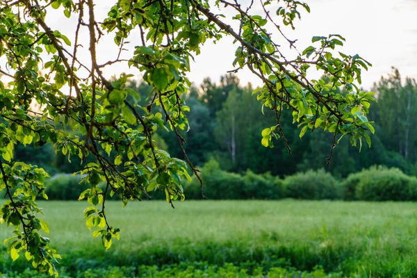 Zonsondergang Achter Appelboom Tuin Met Zonnestralen Zomer Groene Weide — Stockfoto