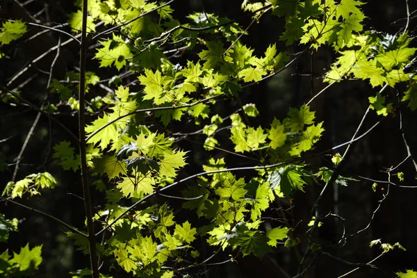 Bela Folha Planta Verão Verde Fundo Escuro Com Raios Sol — Fotografia de Stock