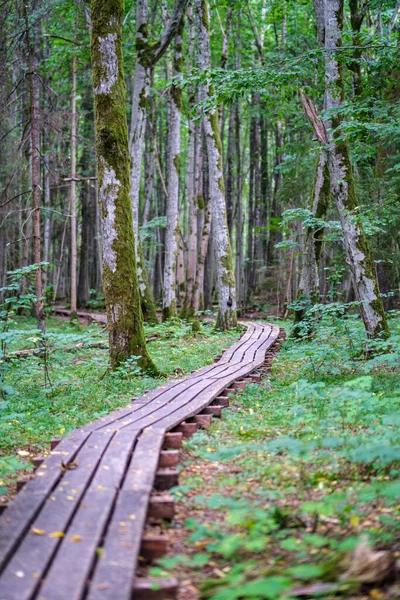 Sentiero Boardwalk Legno Nel Verde Bosco Autunnale Con Prospettiva Scale — Foto Stock