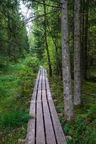 Ξύλινο Μονοπάτι Στο Καταπράσινο Δάσος Του Φθινοπώρου Προοπτική Και Σκάλες — Φωτογραφία Αρχείου