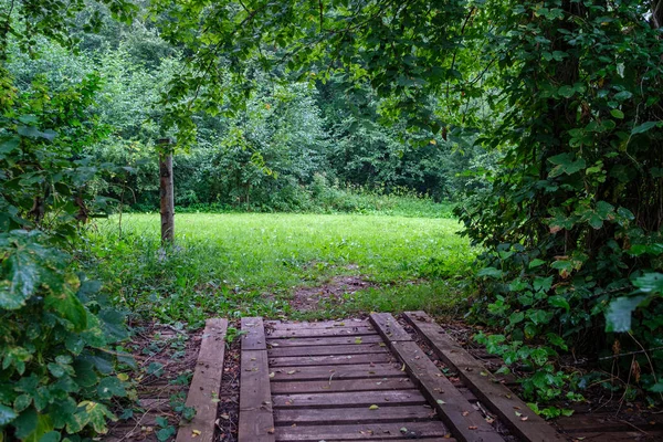 Sentier Boardwalk Bois Dans Forêt Verte Automne Avec Perspective Escaliers — Photo